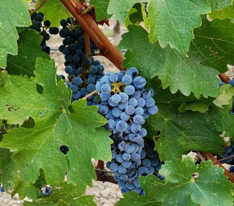 Ripe grapes on a vine in Napa Valley