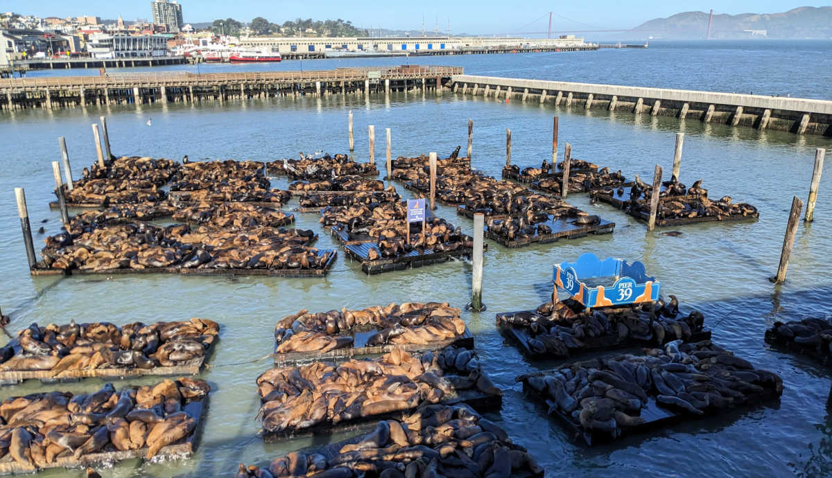 San Francisco Sea Lions at Pier 39 San Francisco Sea Lions at Pier 39