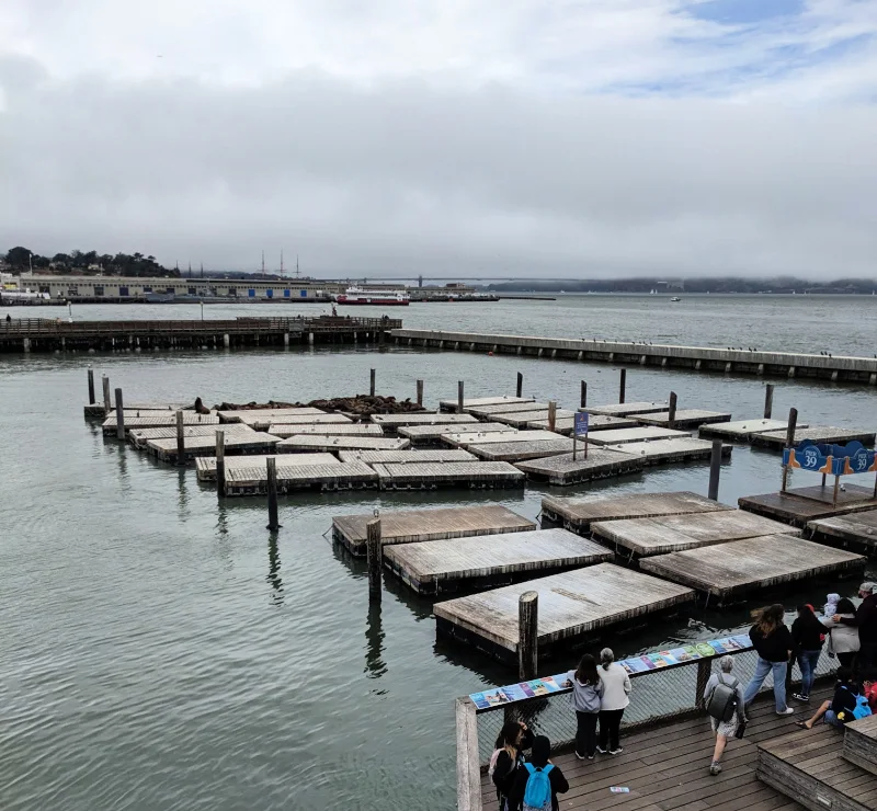 Sea lions on the platforms at Pier 39 in August. Sea lions on the platforms at Pier 39 in August.