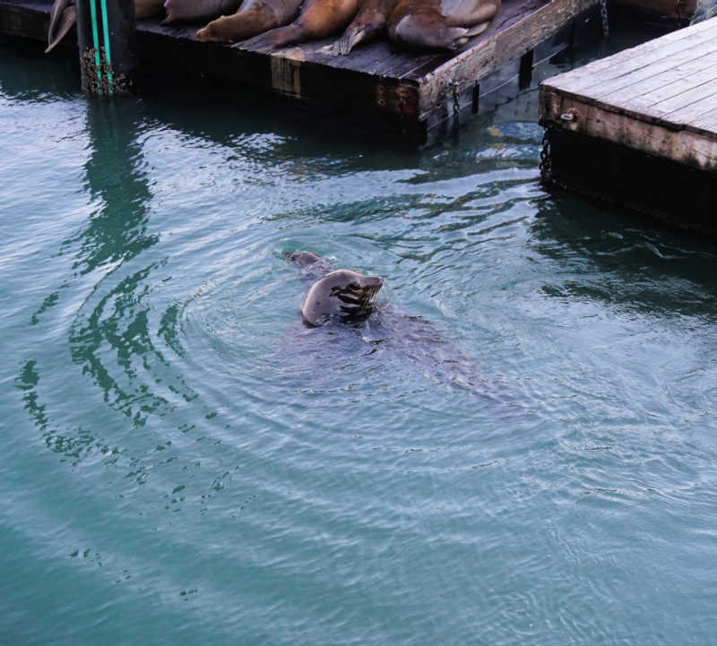 Sea lions playing around in the water near Pier 39 in San Francisco