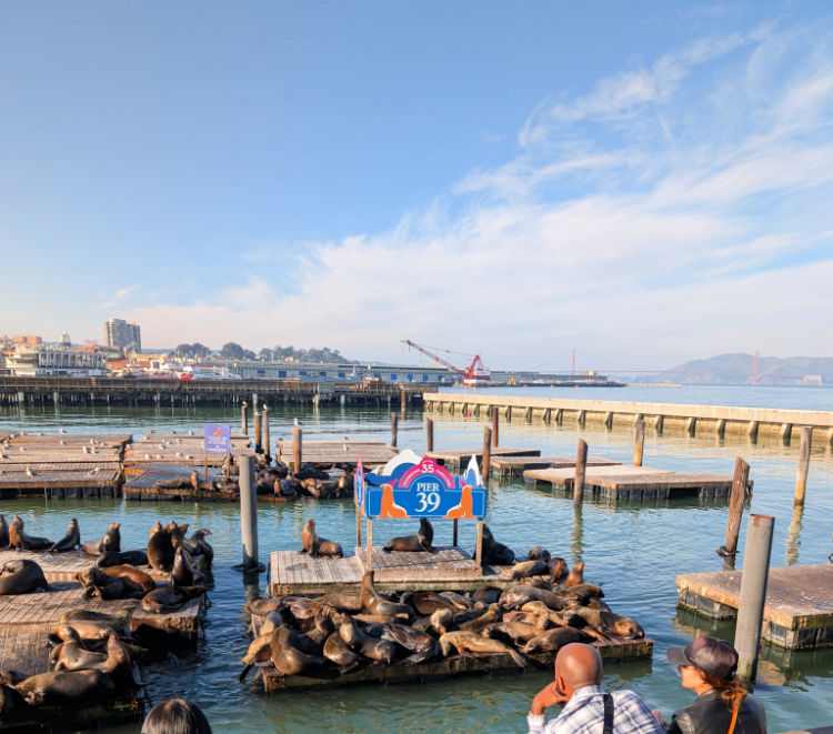 Sea Lions at Pier 39