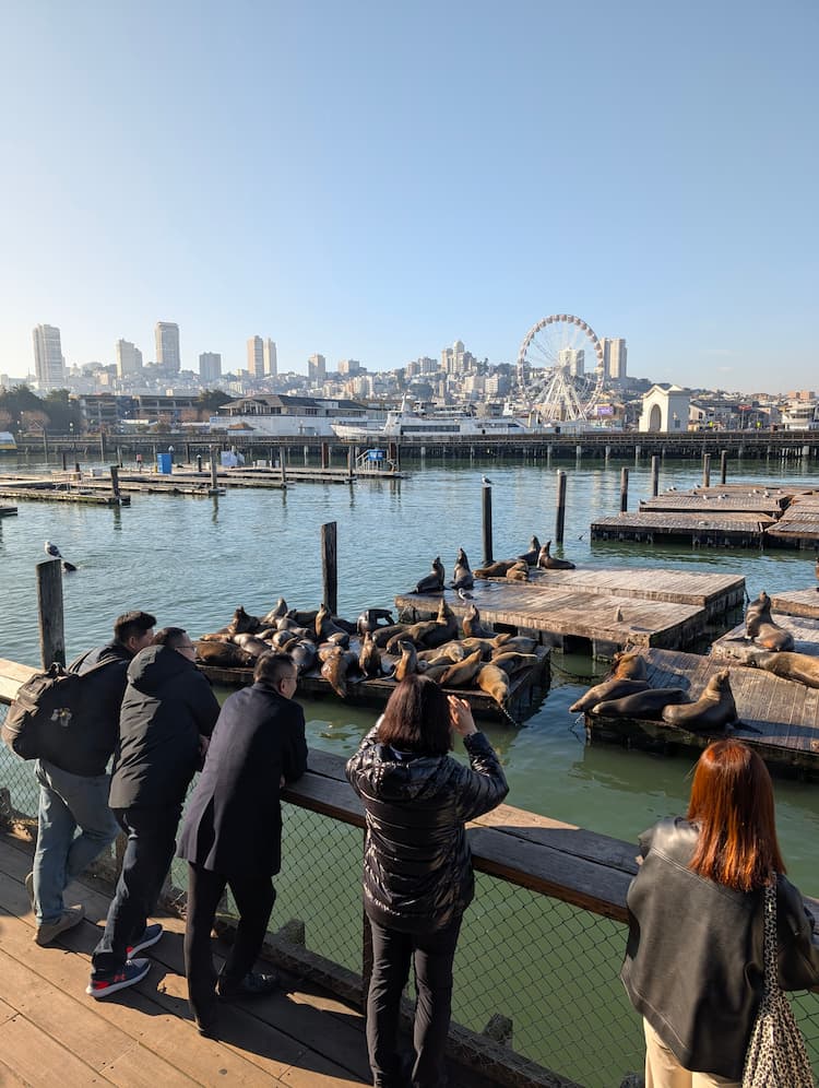 Watching the sea lions at Pier 39 in Fisherman's Wharf
