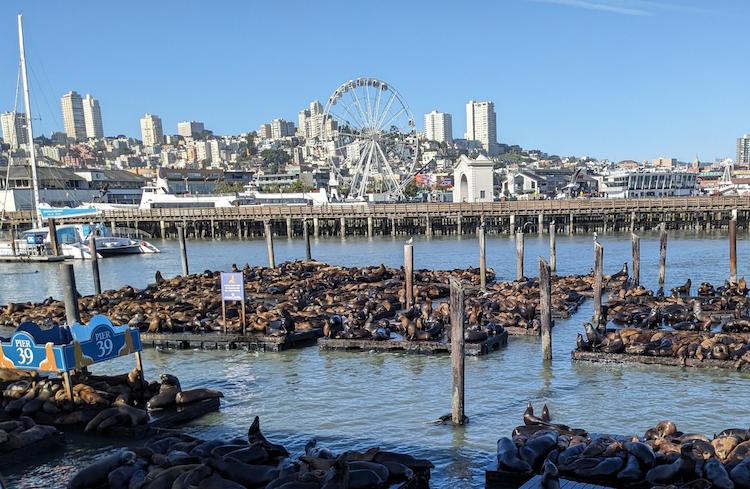 Sea lions at PIer 39 in San Francisco
