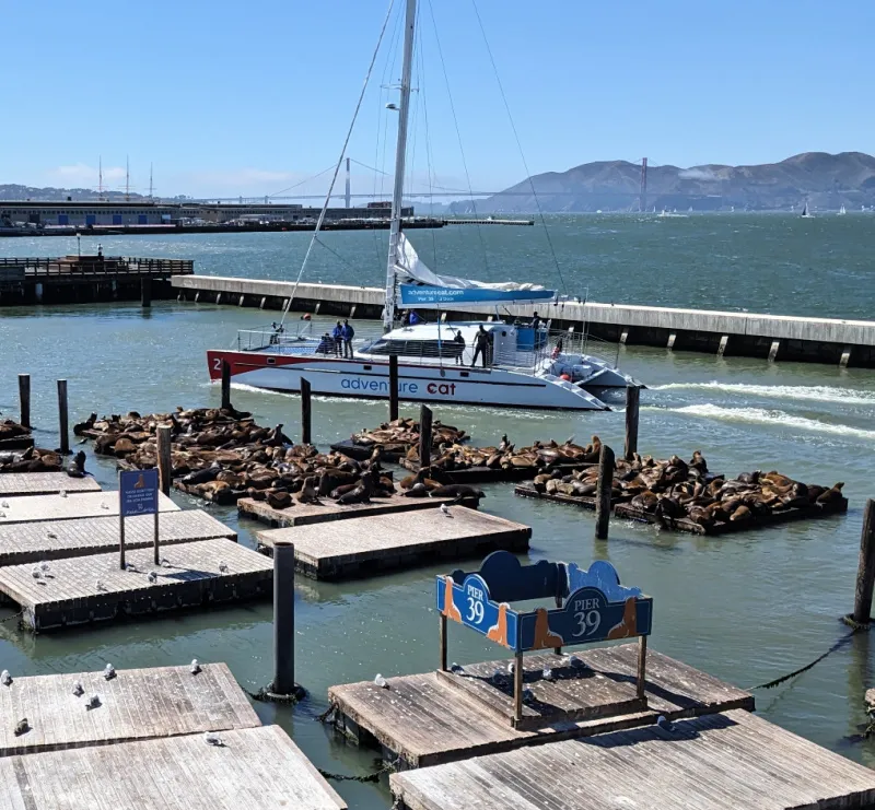 Sealions Celebration in January