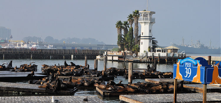 Sealions hanging out on the Pier 39 docks