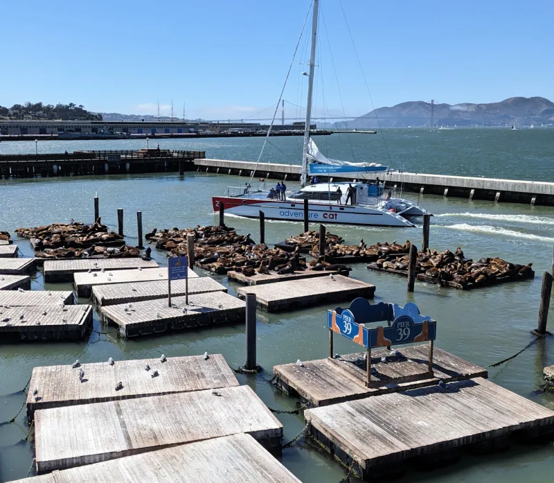 The sea lions at Pier 39 The sea lions at Pier 39