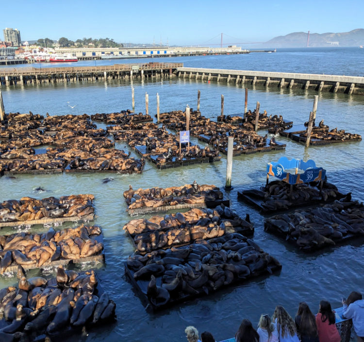 Sealions in San Francisco Pier 39