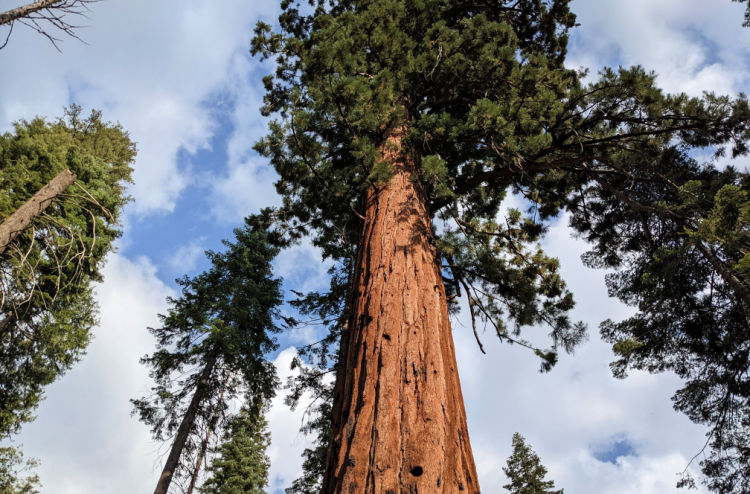 Sequoia Kings Canyon Tree