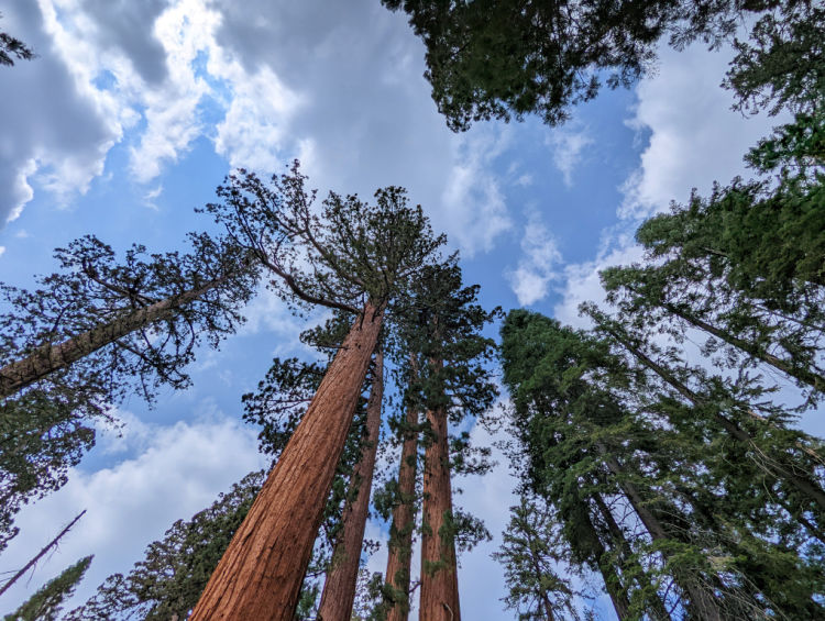 Sequoia Kings Canyon Trees from below