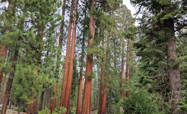 Sequoias National Park