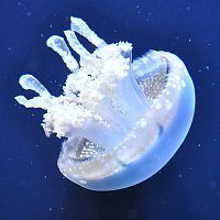 SF with Kids SF with Kids