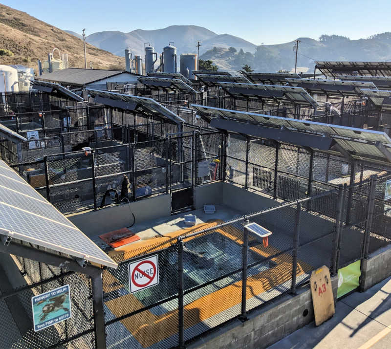 Sick sea lions at the Marine Mammal Center in Marin County Sick sea lions at the Marine Mammal Center in Marin County
