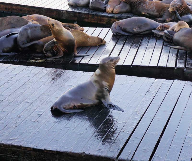 Single Sea Lion at Pier 39 in San Francisco