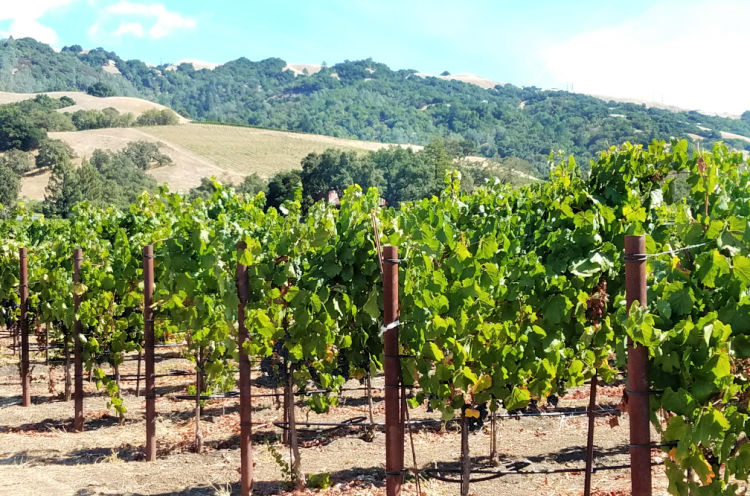 Sonoma Alexander Valley