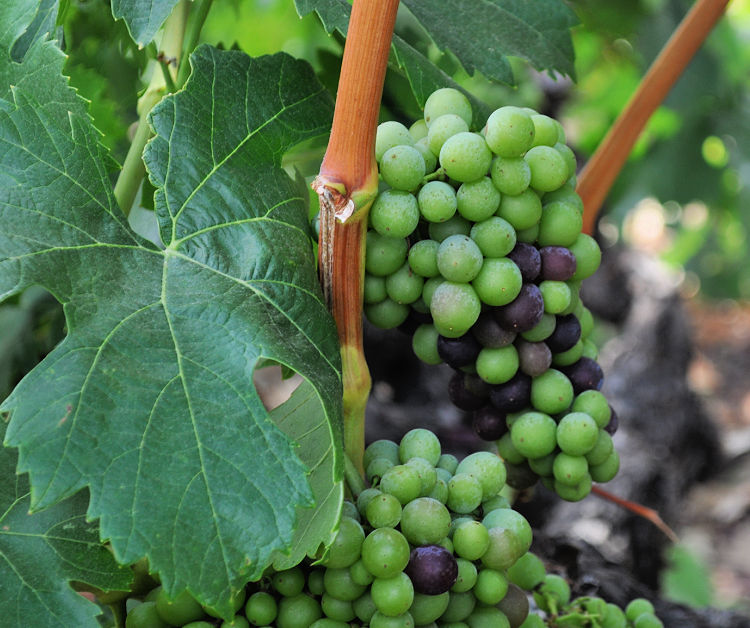 Grapes turning purple on the vine in Sonoma, CA Grapes turning purple on the vine in Sonoma, CA