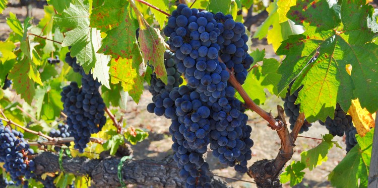 Sonoma grapes ripen on the vine