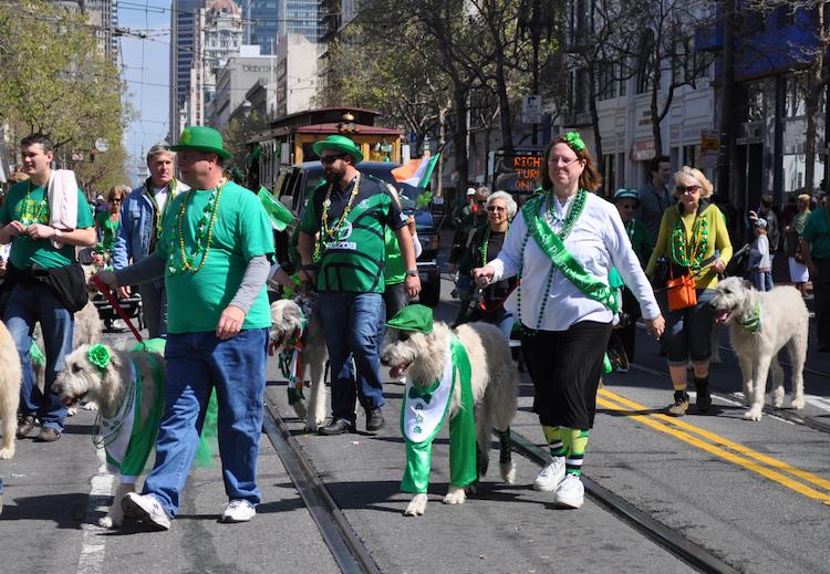 Dogs decked in green at the St. Patrick's Day Parade in San Francisco