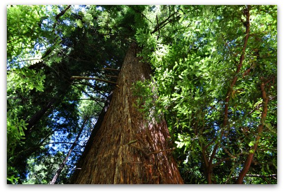 Looking up at a tall redwood in the forest near SF