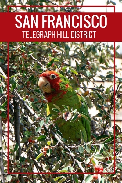 Telegraph Hill | San Francisco Neighborhoods | Parrots | Coit Tower