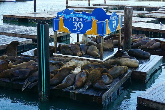 Fisherman's Wharf & Pier 39 Insider's Guide - Dylan's Tours