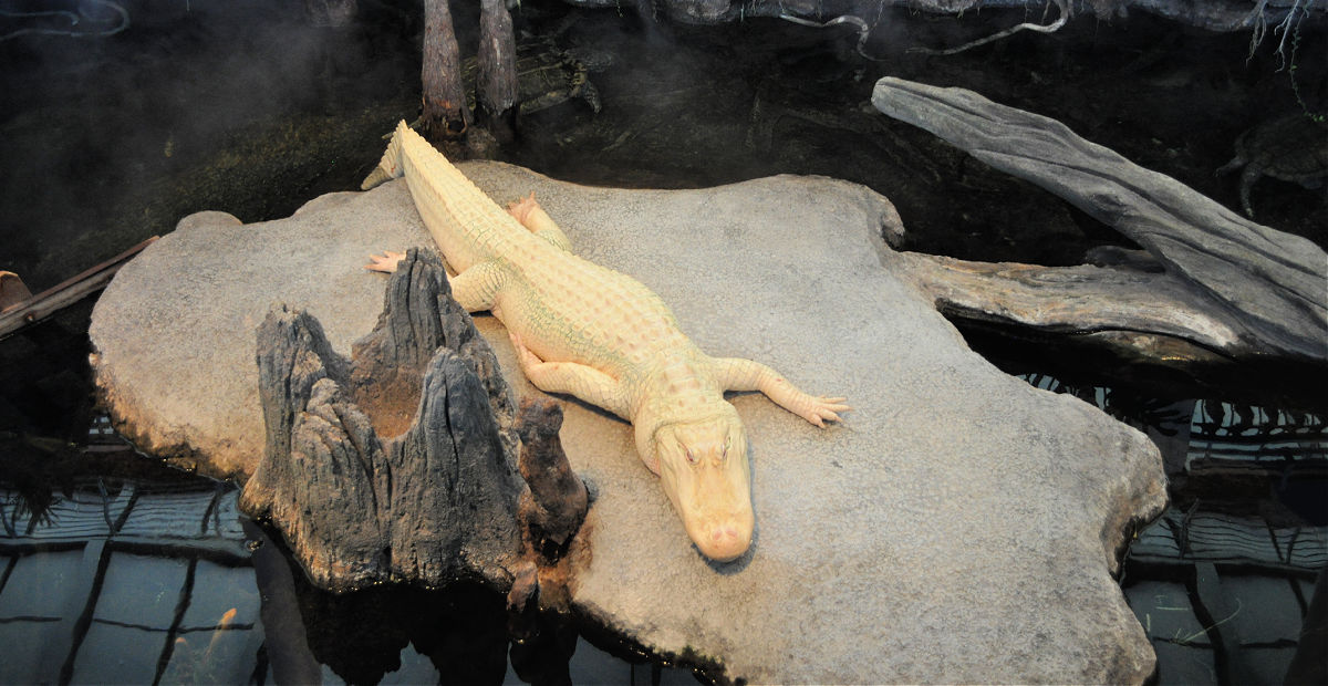 Visiting Claude at the California Academy of Sciences is one of the best things to do in San Francisco with kids Visiting Claude at the California Academy of Sciences is one of the best things to do in San Francisco with kids