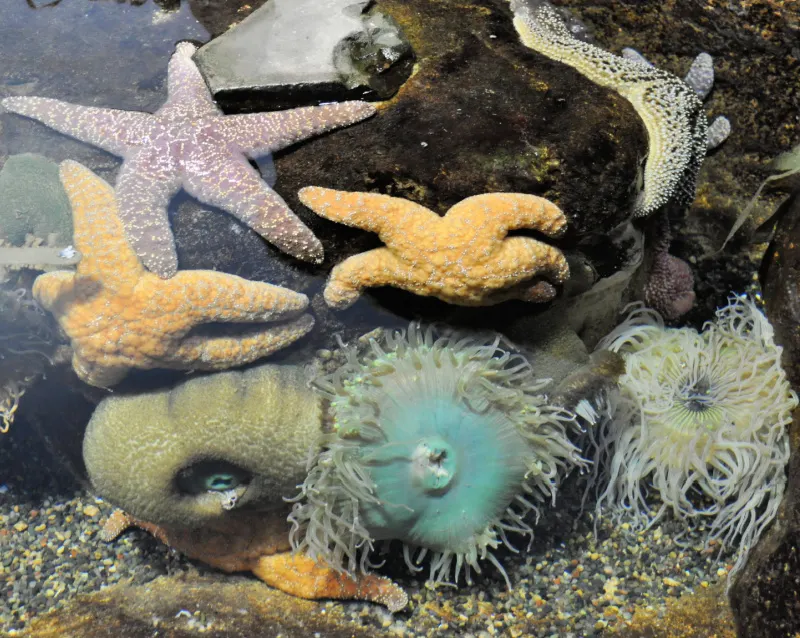 Star fish and other sea creatures inside the Aquarium of the Bay