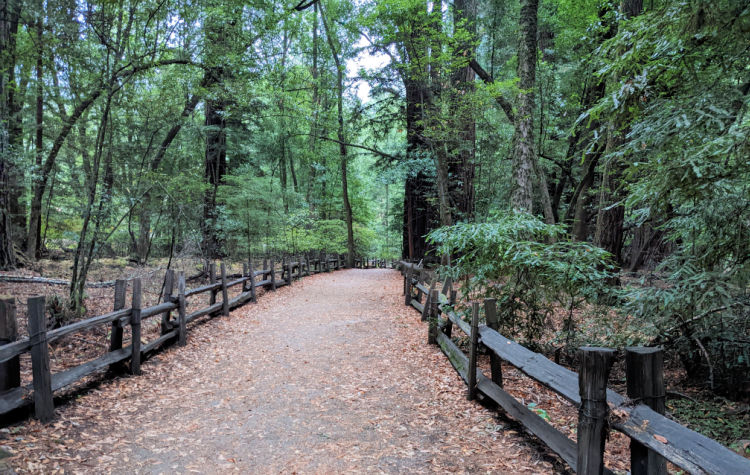 Trail at Henry Cowell State Park