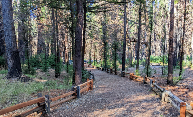 Trail in Big Basin State Park