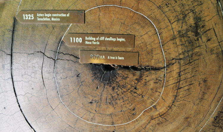 Tree Dating Exhibit Redwoods
