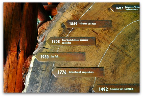 The date when this coastal redwood tree fell in Muir Woods