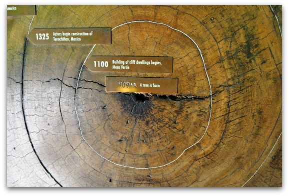 The date when this Coastal Redwood tree was born.