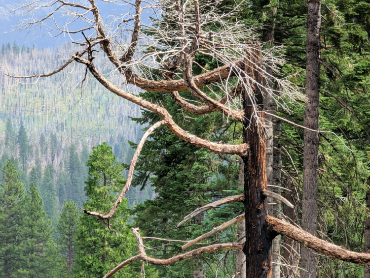 Trees Near Yosemite