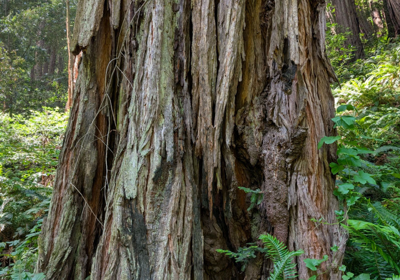Trunk of a redwood tree in Muir Woods