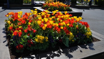 Tulipmania Tulipmania
