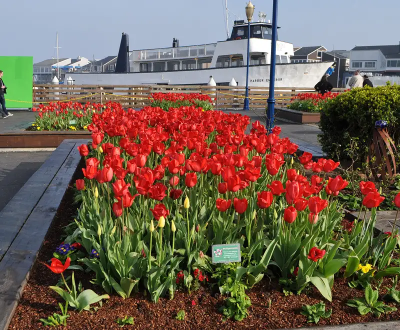 Tulips around Pier 39 during the annual Tulipmania event