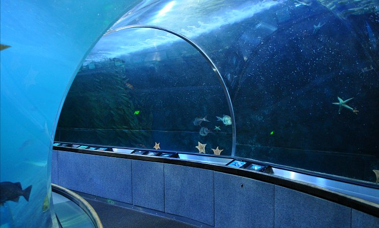 One of two tunnels at the Aquarium of the Bay