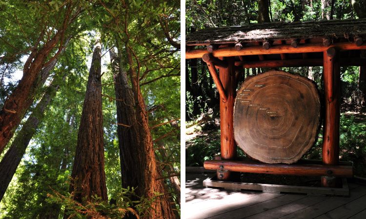 Two Pictures in Muir Woods