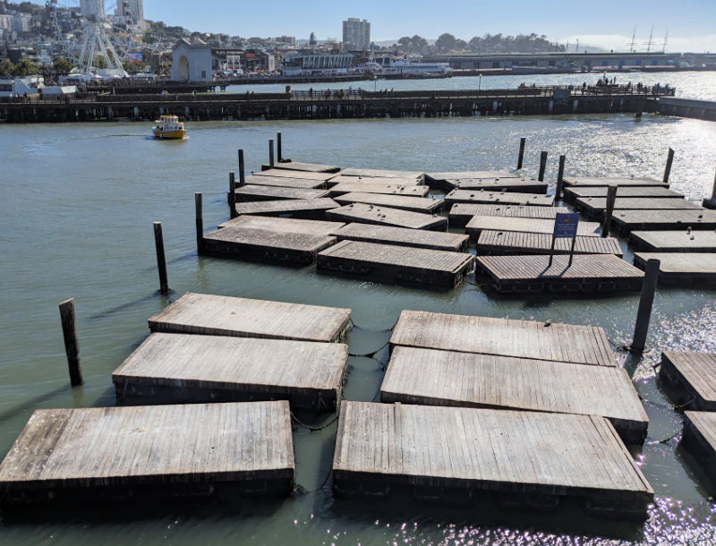 Two Sea Lions on Pier 39 Two Sea Lions on Pier 39