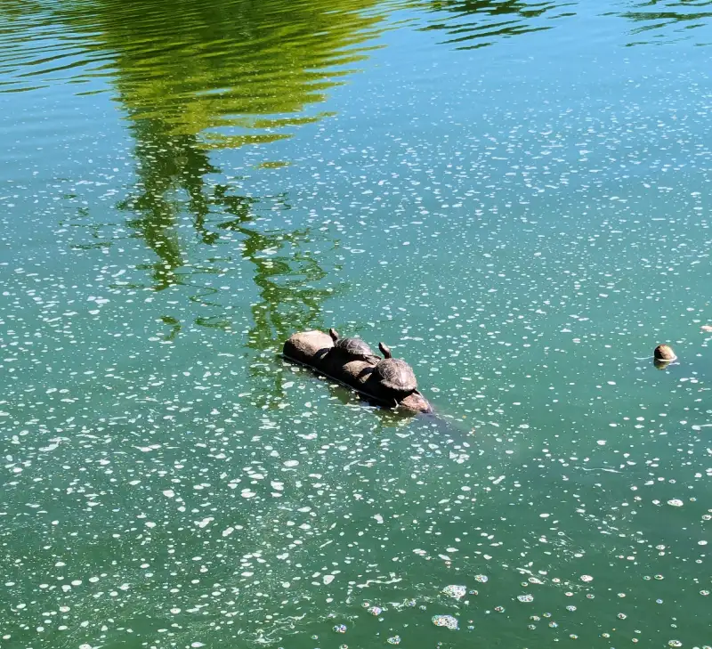 Tow turtles hanging out on a rock in San Francisco Tow turtles hanging out on a rock in San Francisco