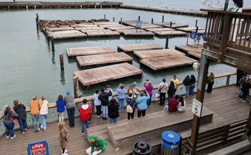 Viewing Area for the San Francisco Sea Lions at Pier 39 Viewing Area for the San Francisco Sea Lions at Pier 39