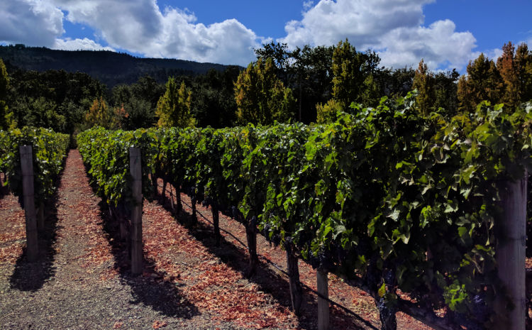 Vines in Napa Valley