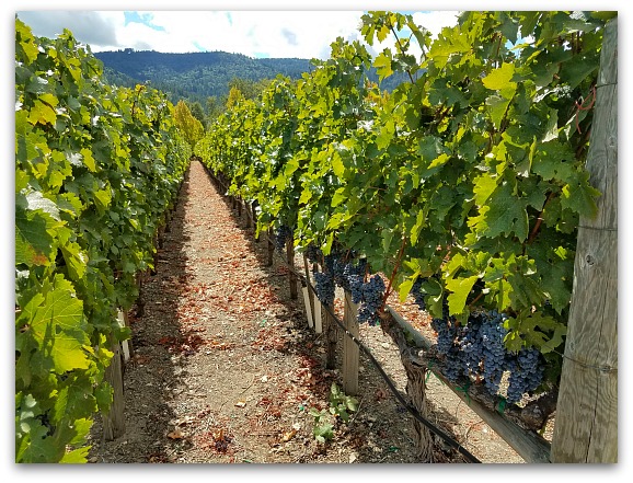 Vineyard in California Wine Country