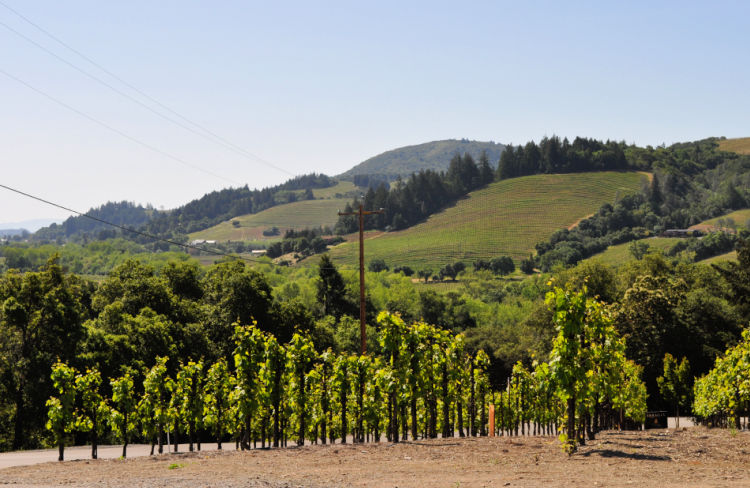 Vineyards Around Sonoma County