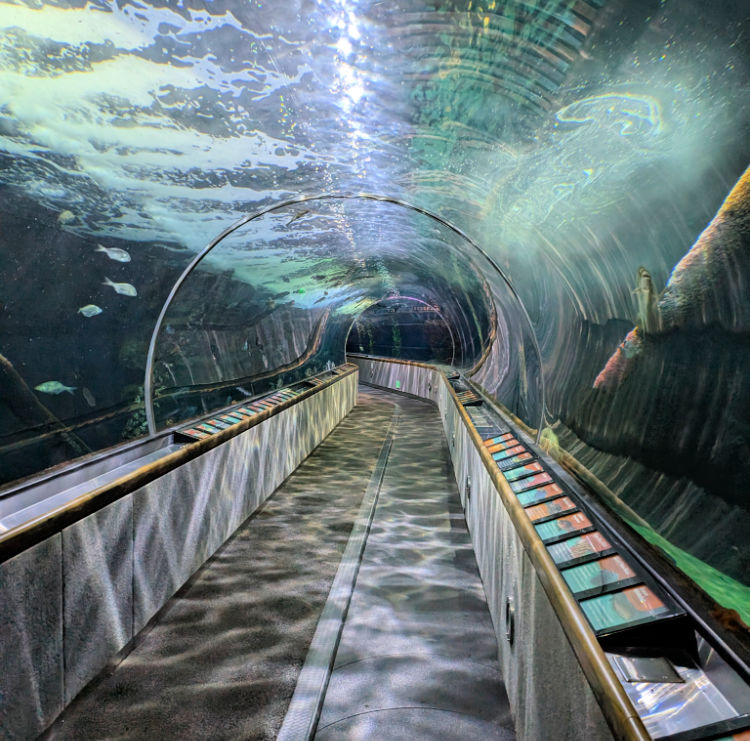 Walk Through Tunnel at the Aquarium of the Bay on Pier 39