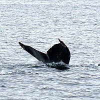 Whale Watching in SF