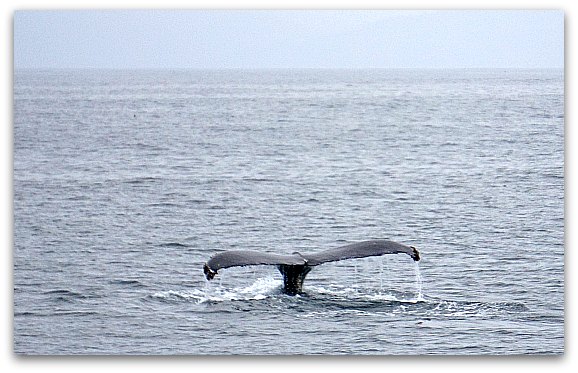 Whale Watching SF