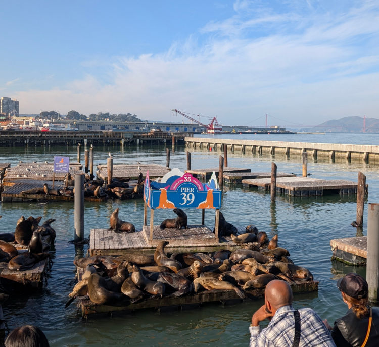 Sea lions at Pier 39 in Fisherman's Wharf Sea lions at Pier 39 in Fisherman's Wharf