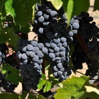 Wine Country Wine Country