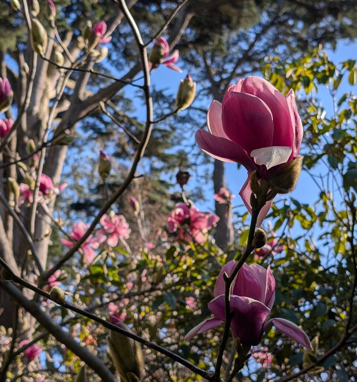 Magnolias in Golden Gate Park in the winter