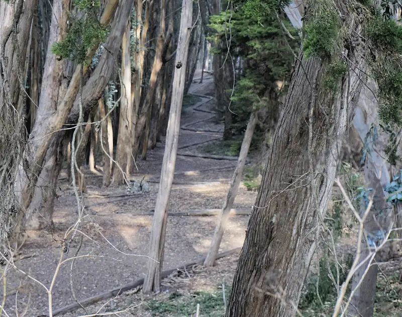 Woodline artwork in the Presidio in San Francisco Woodline artwork in the Presidio in San Francisco